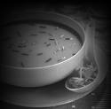Détails : Potage au parmesan
